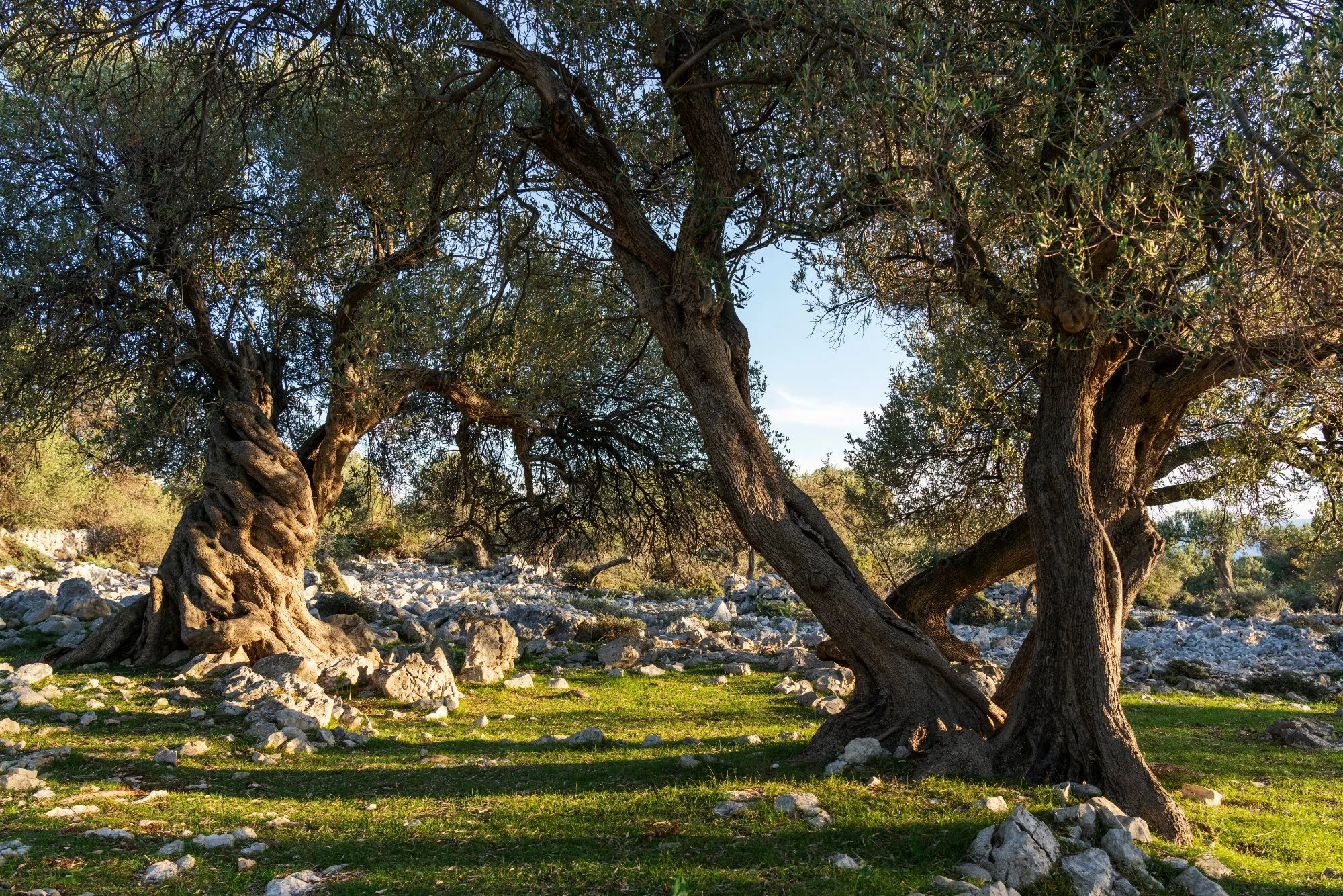 Ancient olive trees
