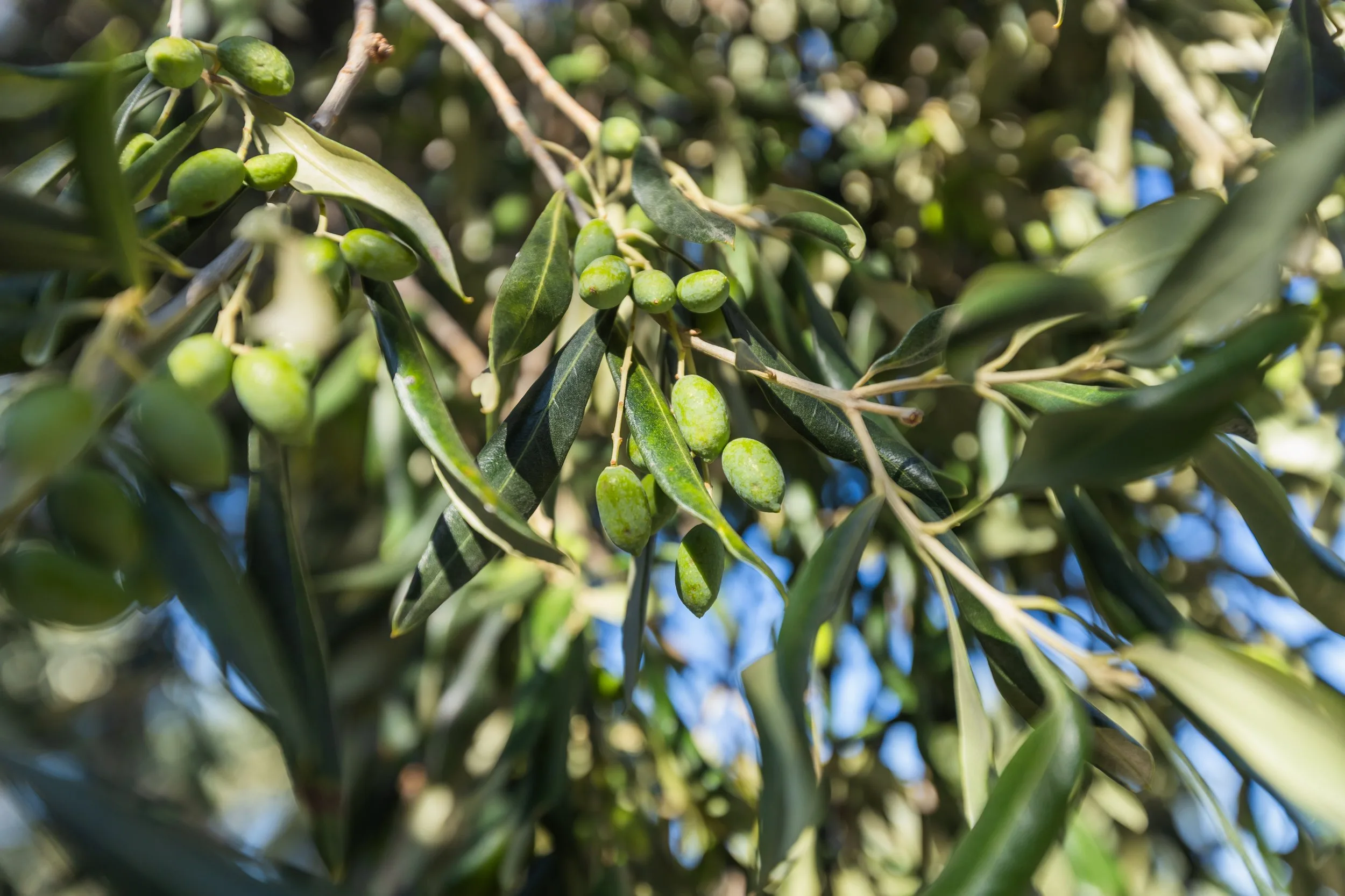 Lord SaidI am Vine Branches