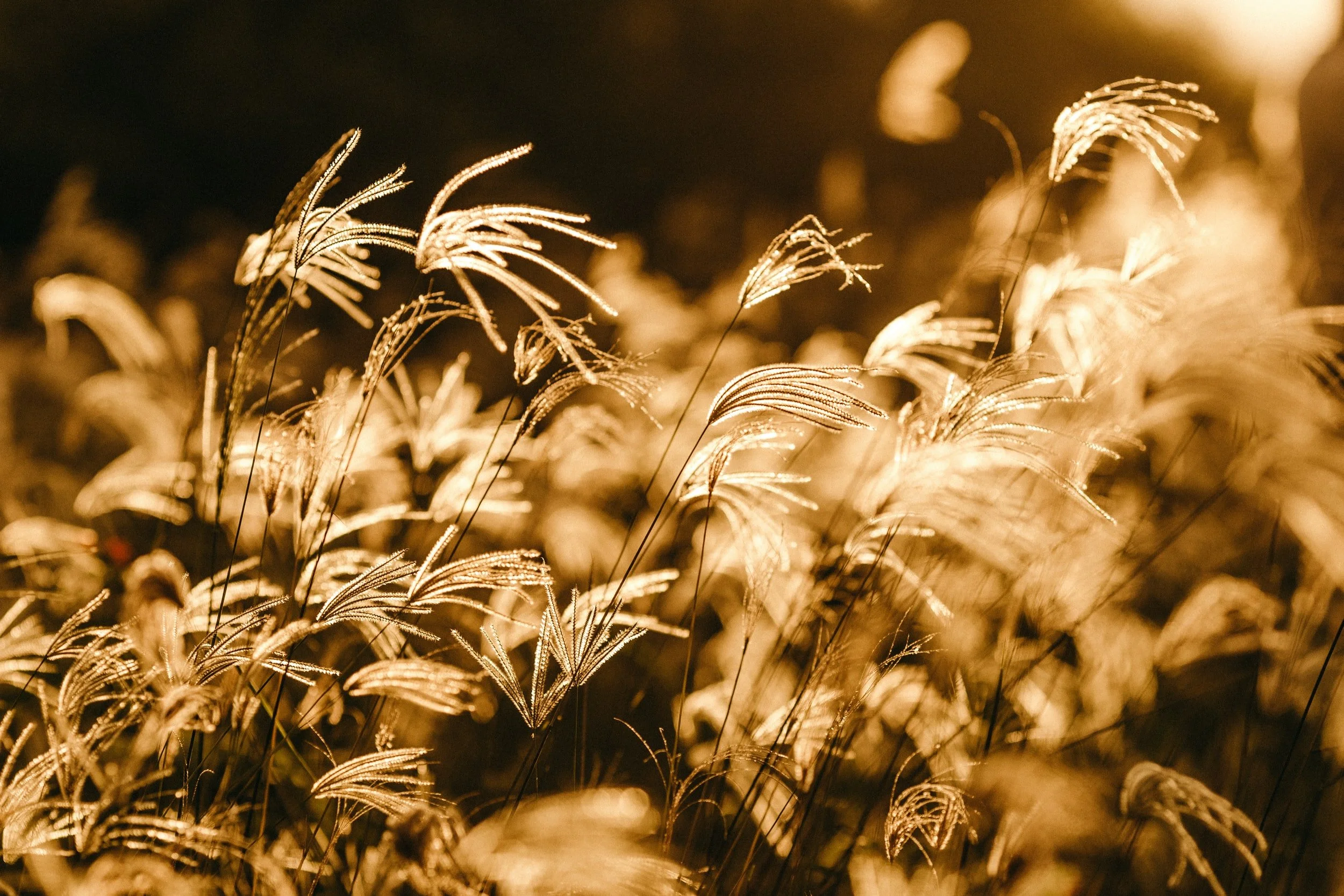Sunlit Wheat Field